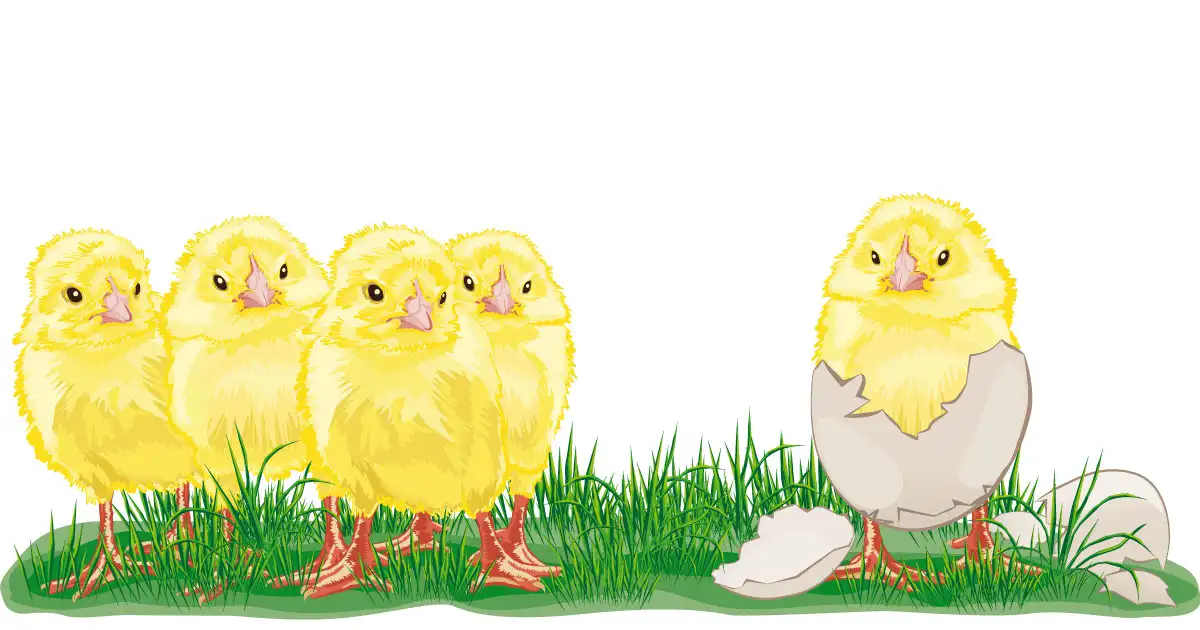 The Disobedient Chick