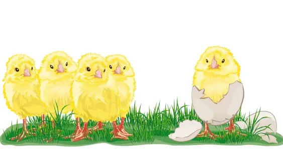 The Naughty Chick