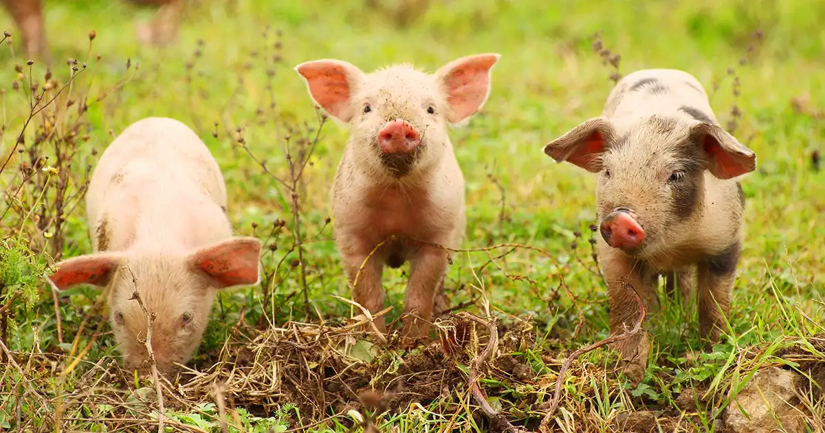 Tre moderne små grise