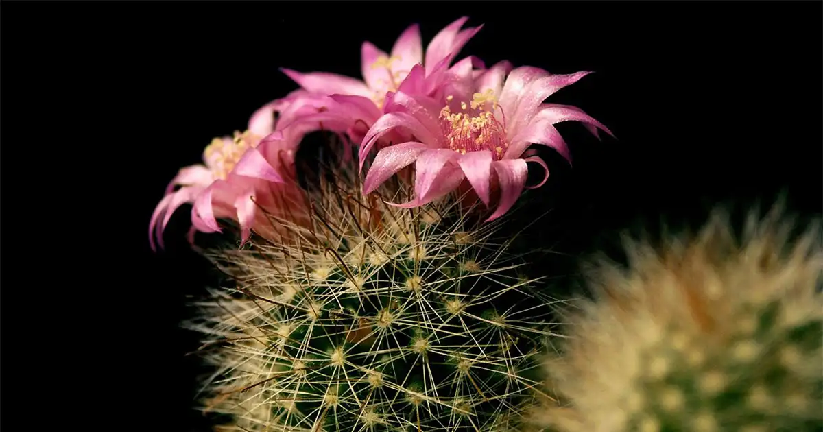 The Friendly Cactus