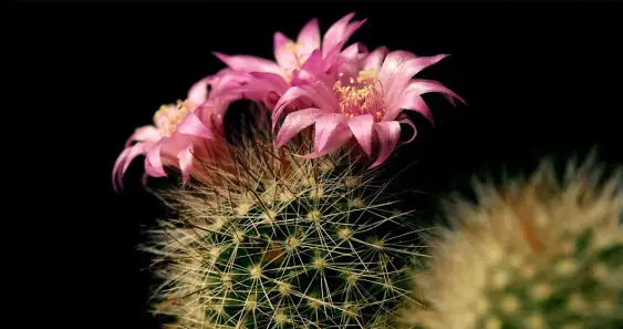 The Friendly Cactus