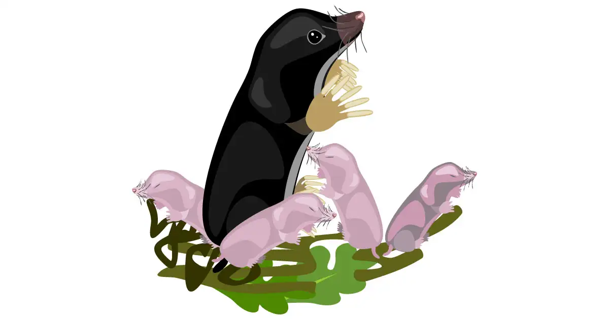 A Tale of Moles
