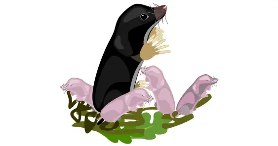 La favola delle talpe